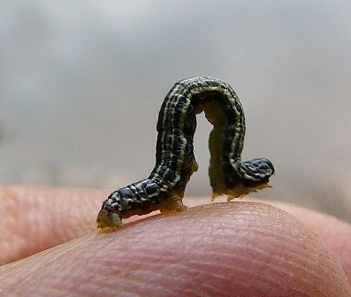 download inch worms download inch worms